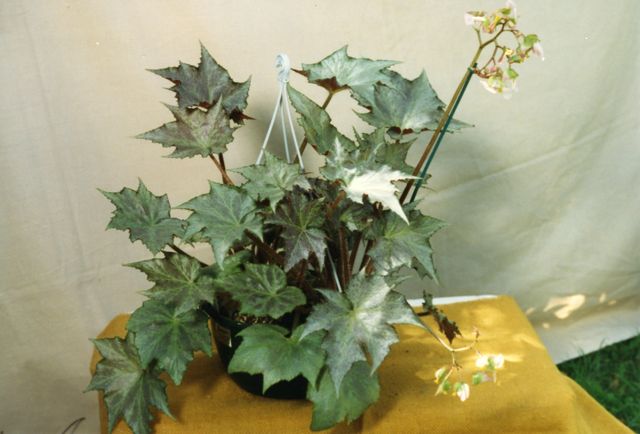 B. ‘Plum Royale’